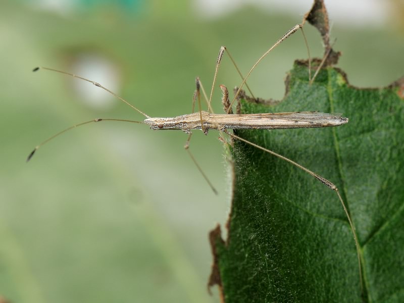Neides tipularius (Linnaeus, 1758)